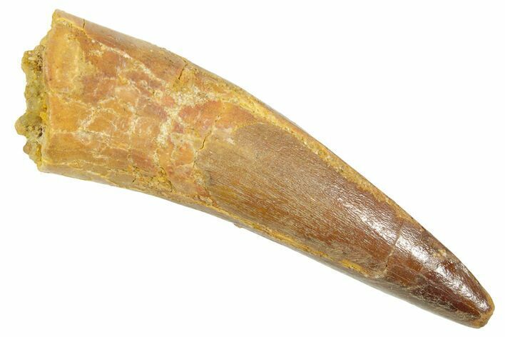 Fossil Spinosaurus Tooth - Real Dinosaur Tooth #363081